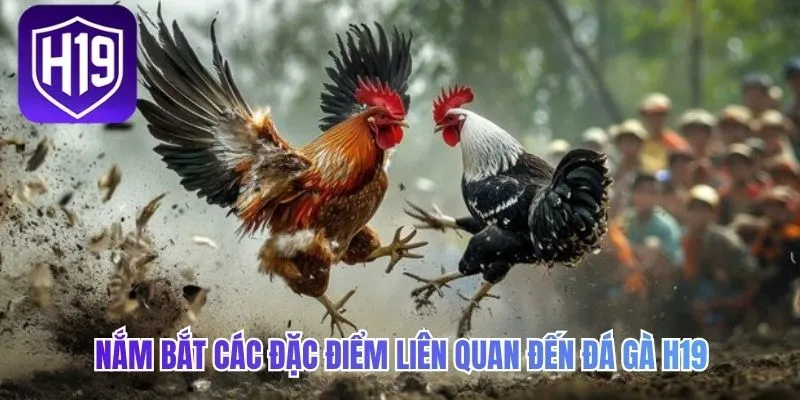 Nắm bắt các đặc điểm liên quan đến đá gà H19